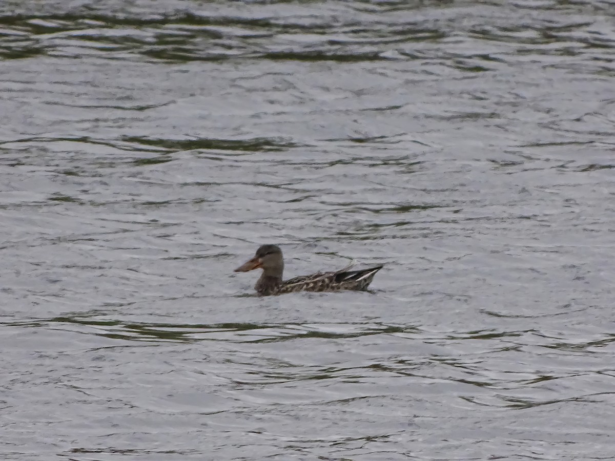 Northern Shoveler - ML646563953