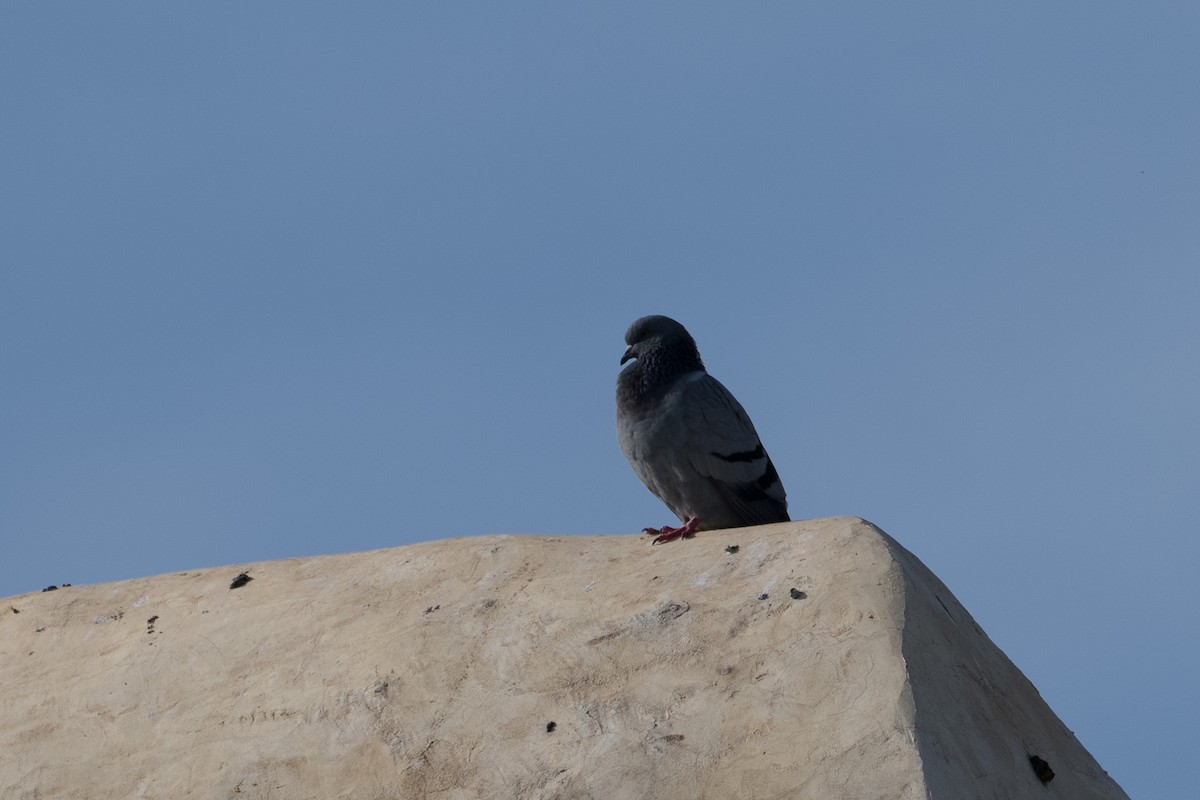 カワラバト - ML646563954