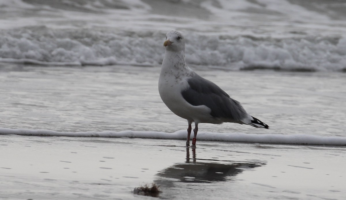 American Herring Gull - ML646563955