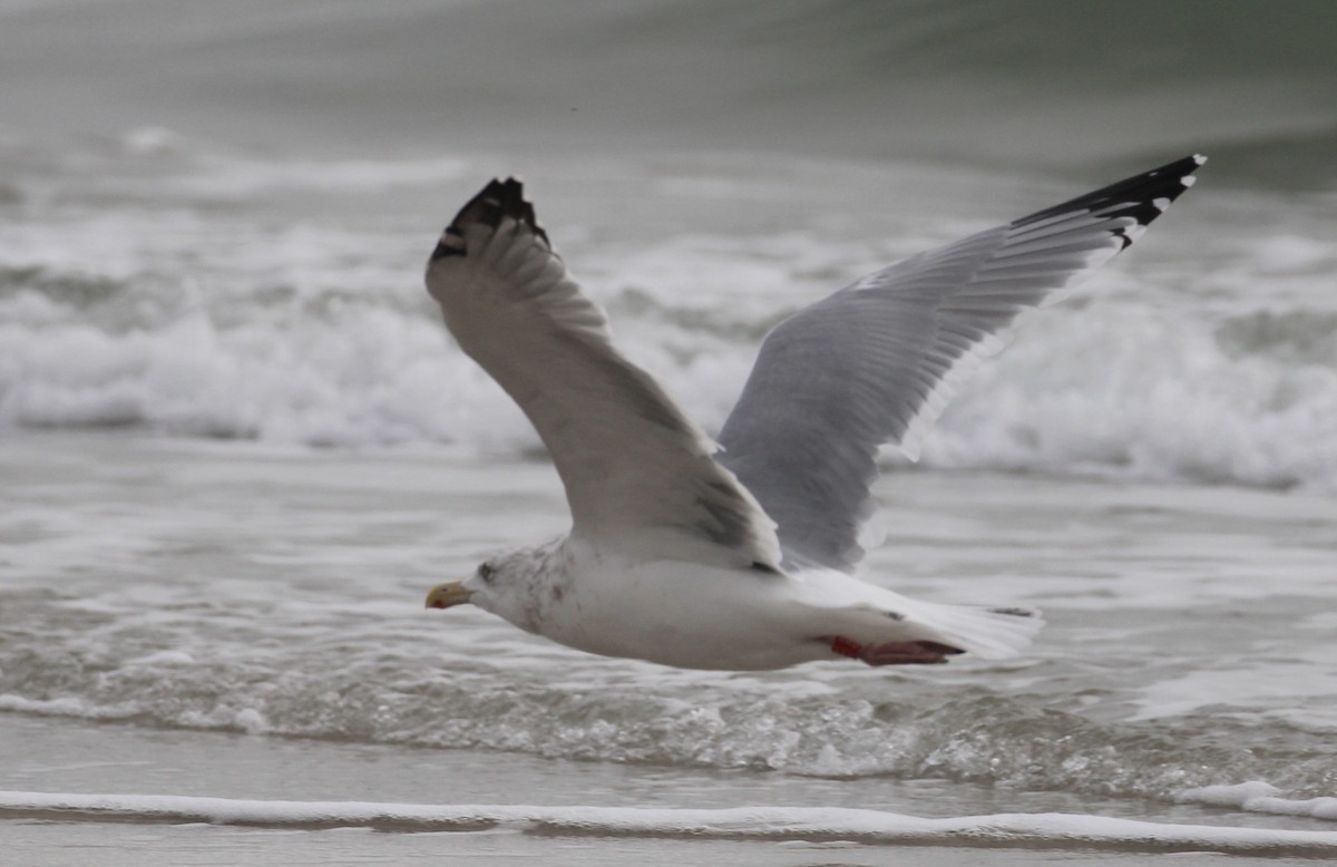 American Herring Gull - ML646563956