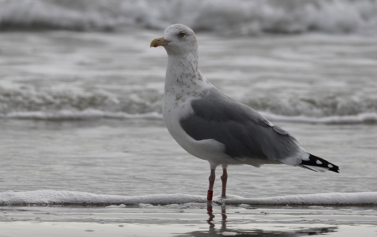 American Herring Gull - ML646563957