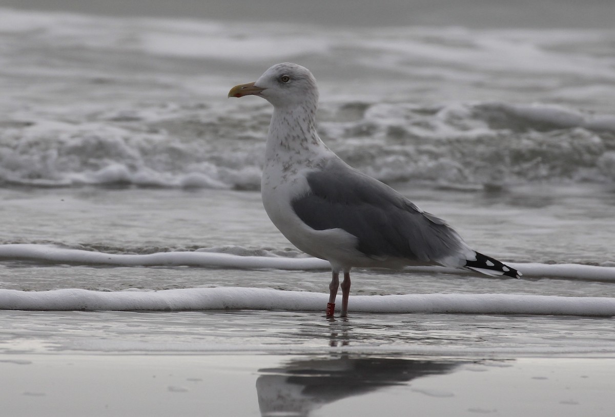 American Herring Gull - ML646563958