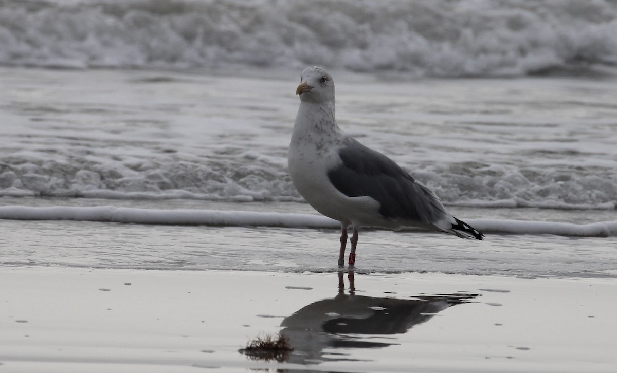 American Herring Gull - ML646563959