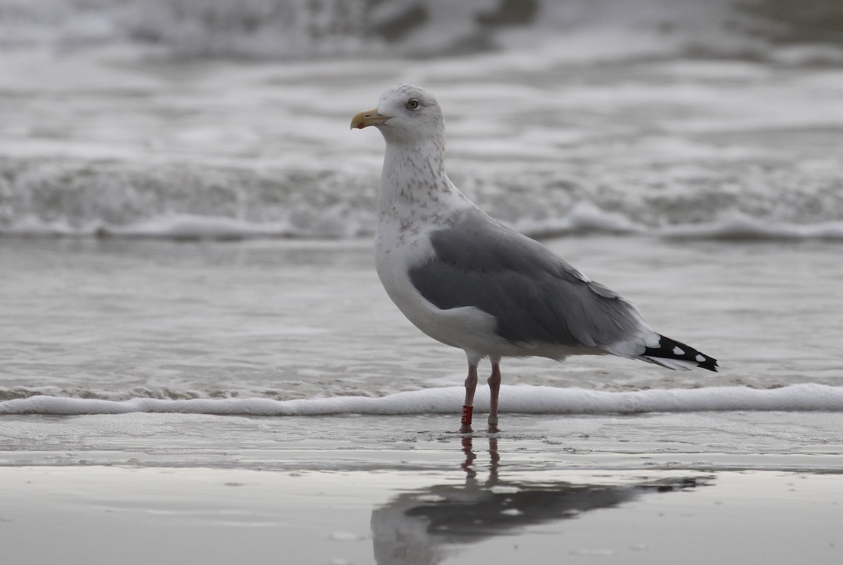 American Herring Gull - ML646563960