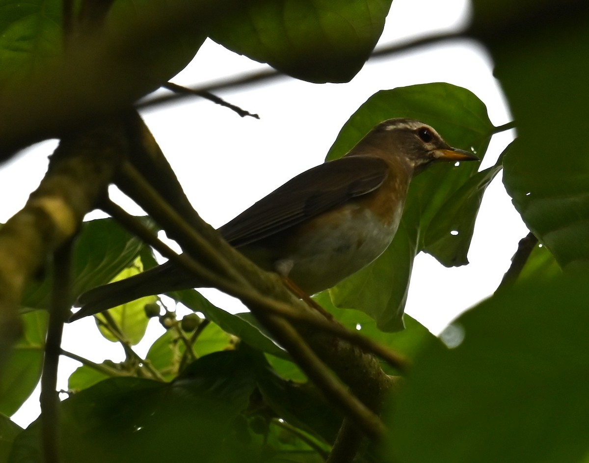 gråstrupetrost - ML646563962