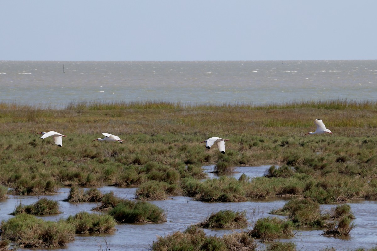 White Ibis - ML646563963