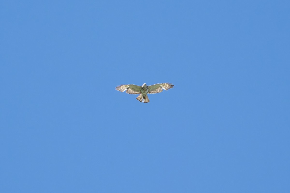 Канюк ширококрилий - ML646563964