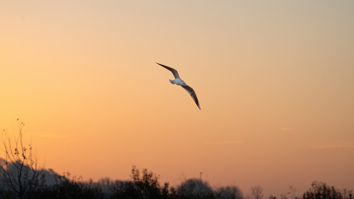Black-headed Gull - ML646563972