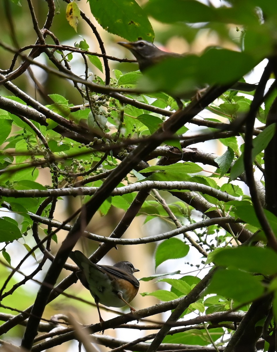 Eyebrowed Thrush - ML646563973