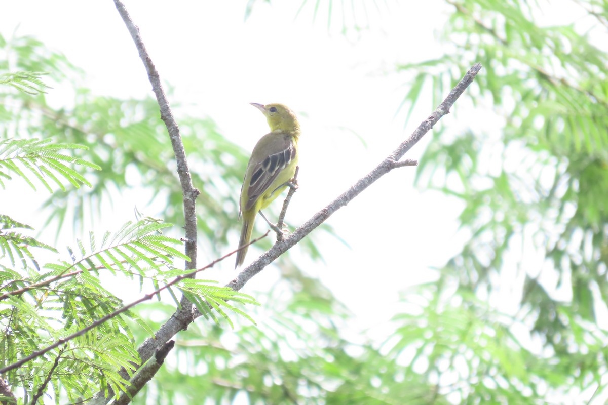Orchard Oriole - ML646563981