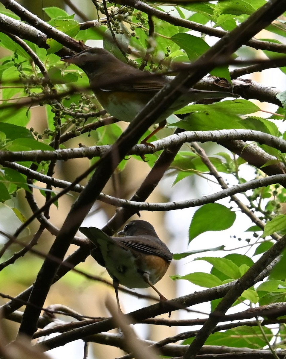 Eyebrowed Thrush - ML646563982