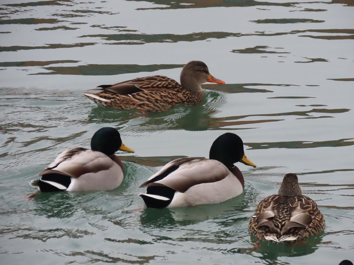 Germano reale - ML646563983