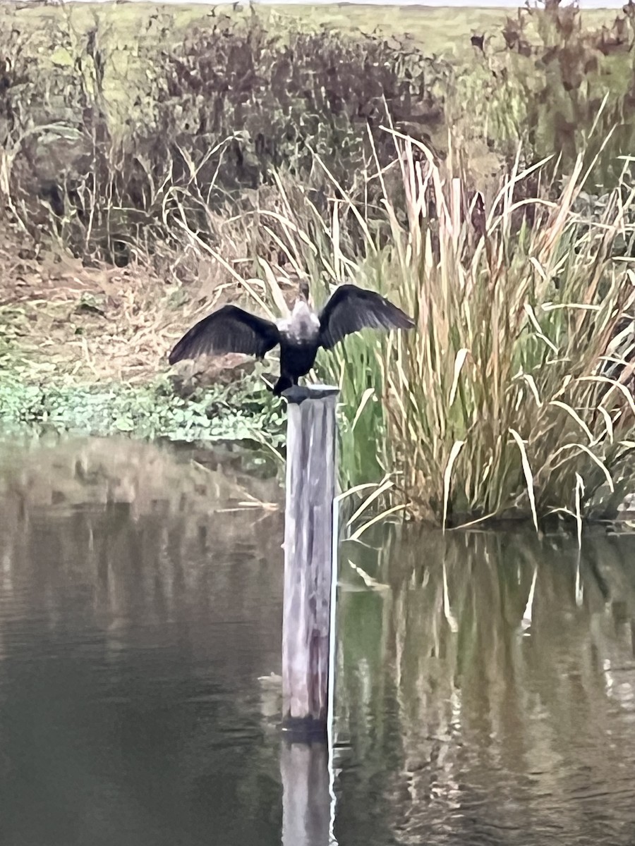 Double-crested Cormorant - ML646563985