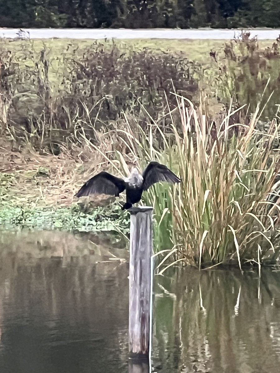 Double-crested Cormorant - ML646563986