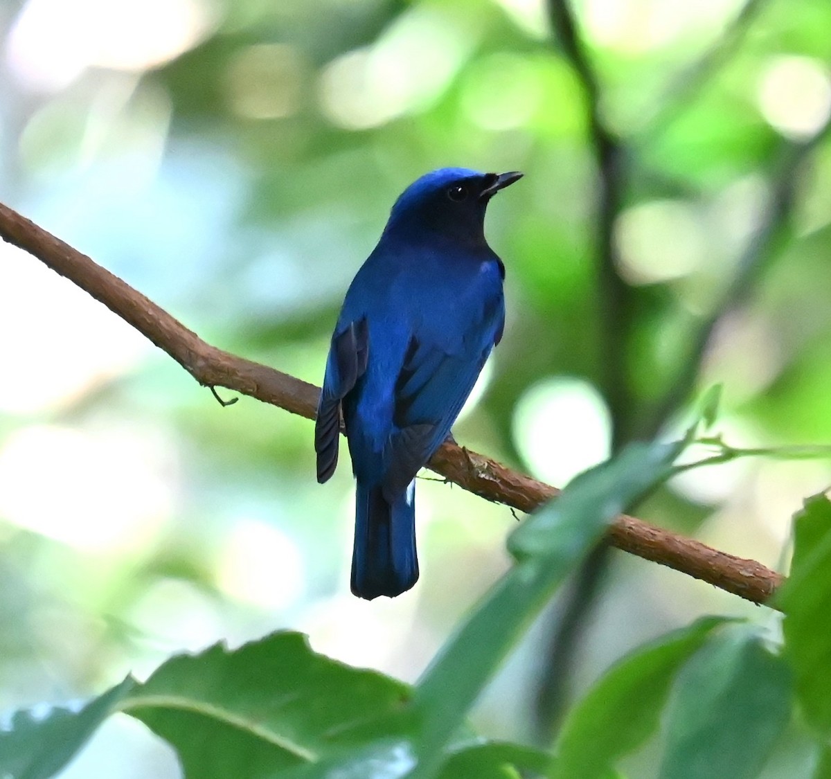 Blue-and-white Flycatcher - ML646563990