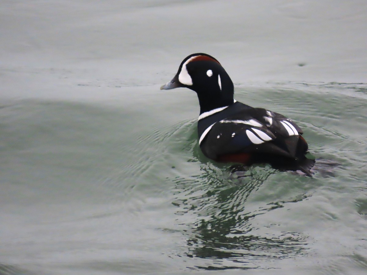 Moretta arlecchino - ML646563991