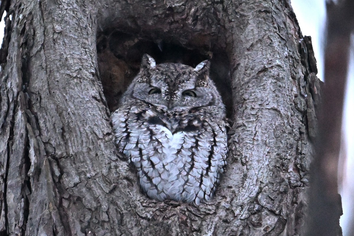 Ostkreischeule - ML646563994