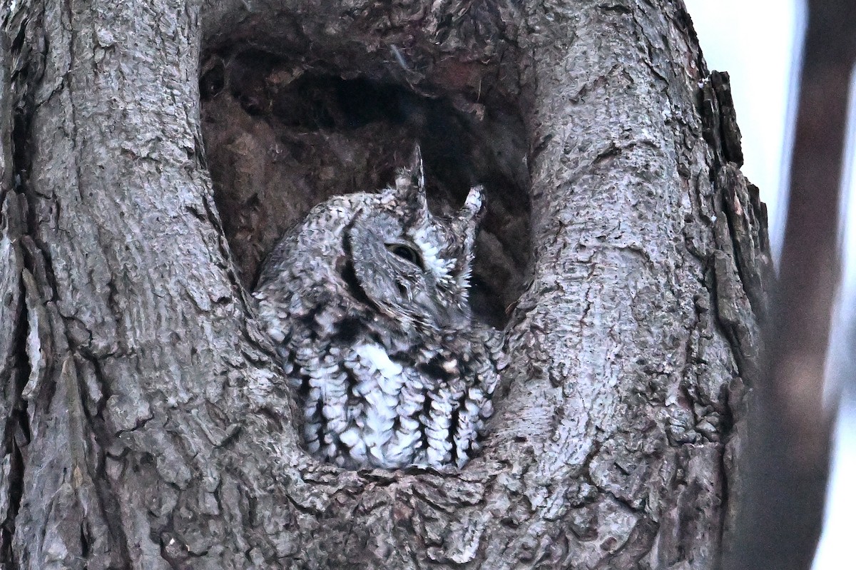 Ostkreischeule - ML646563995