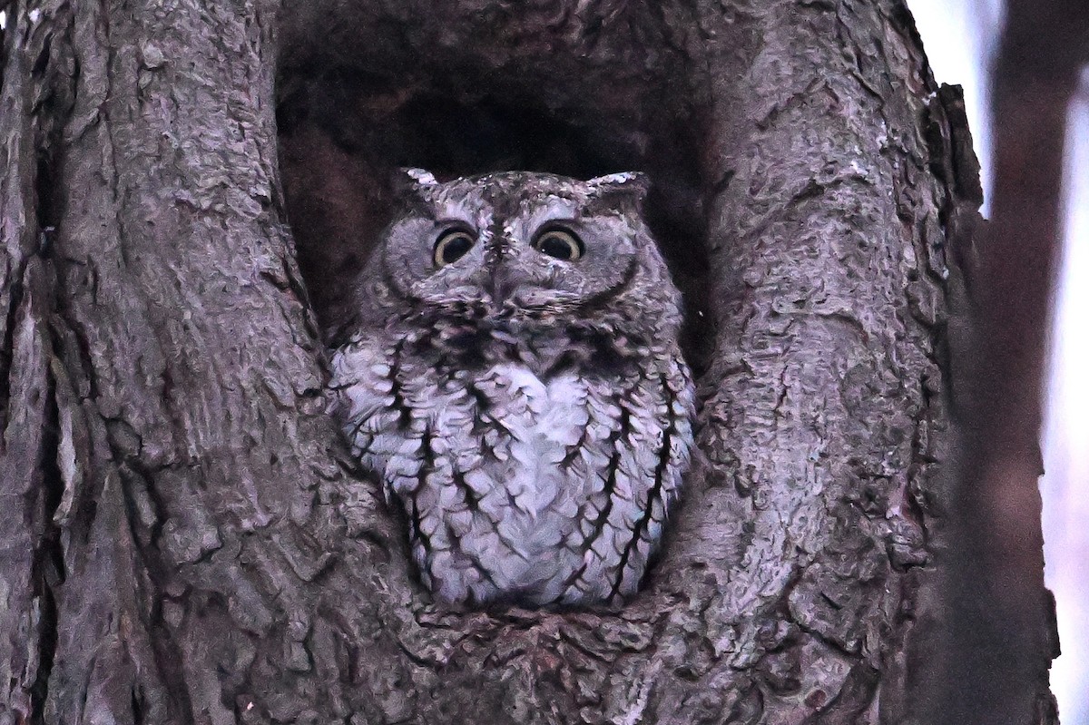 Ostkreischeule - ML646563996