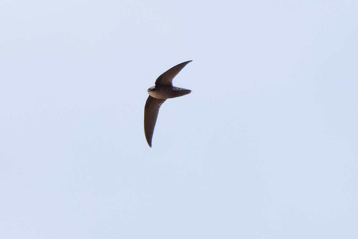 Chimney Swift - ML646563999