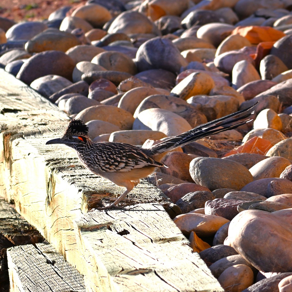 storløpegjøk - ML646564000