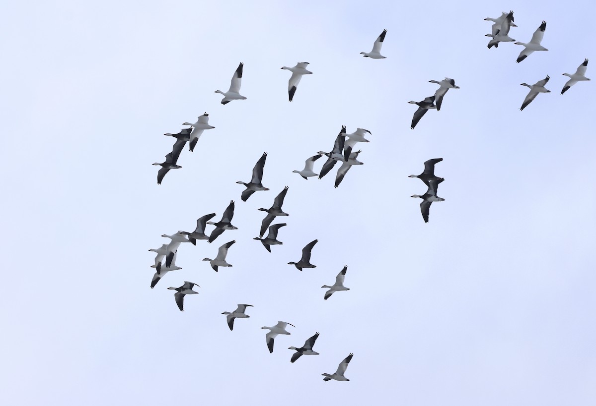 Snow Goose - ML646564001