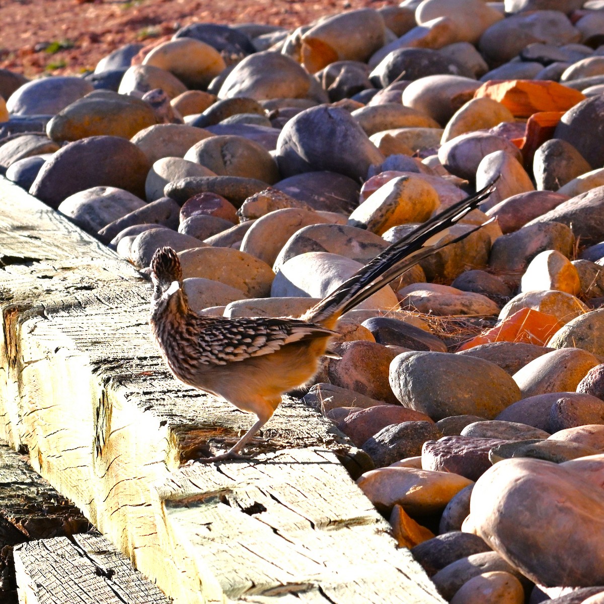 storløpegjøk - ML646564002