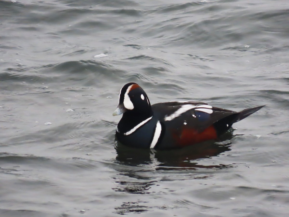 Moretta arlecchino - ML646564003