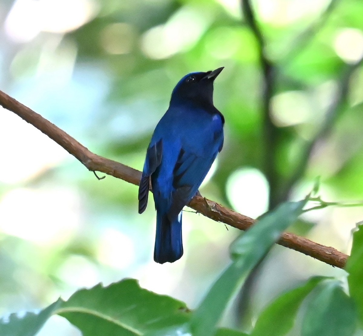 Blue-and-white Flycatcher - ML646564004