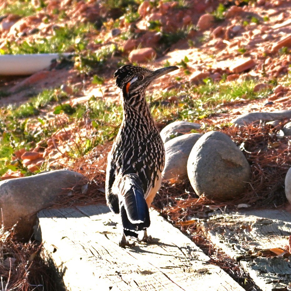 storløpegjøk - ML646564005