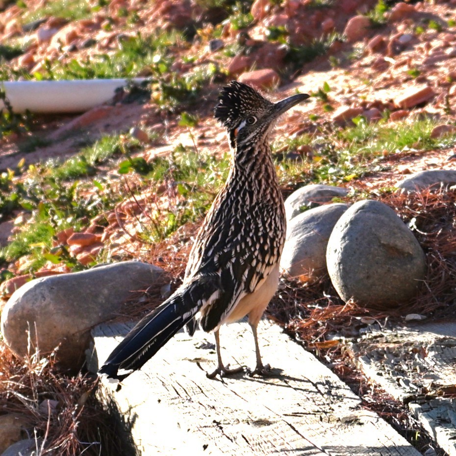 storløpegjøk - ML646564007