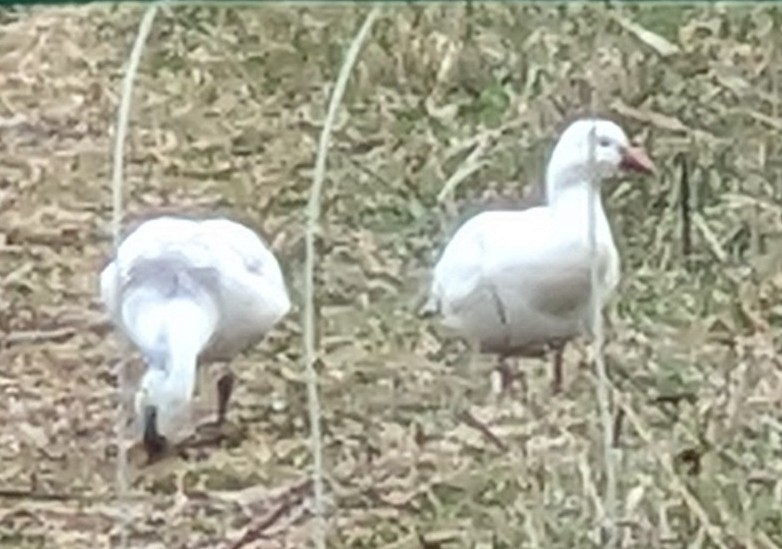 Ross's Goose - ML646564008