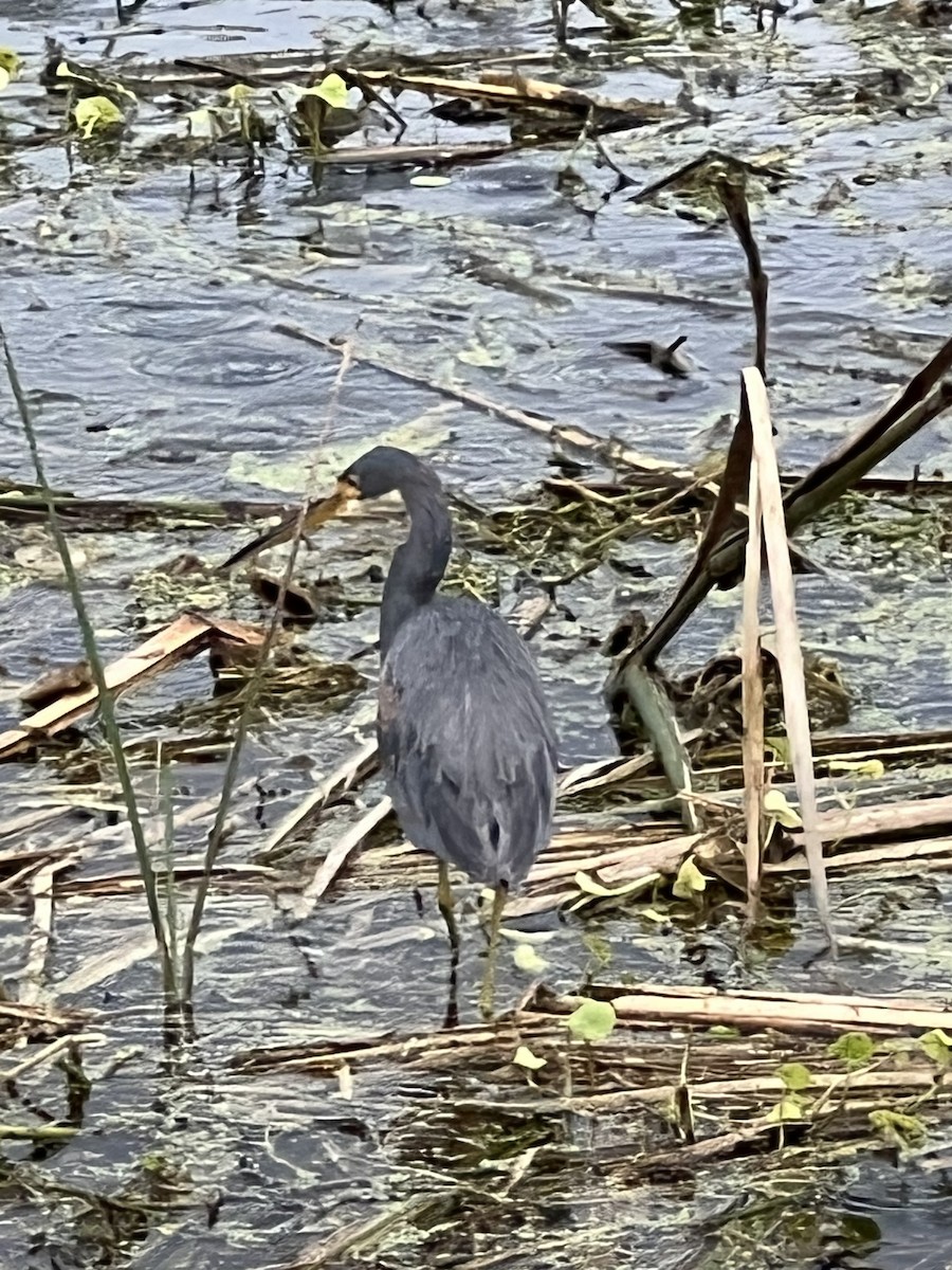 Tricolored Heron - ML646564009