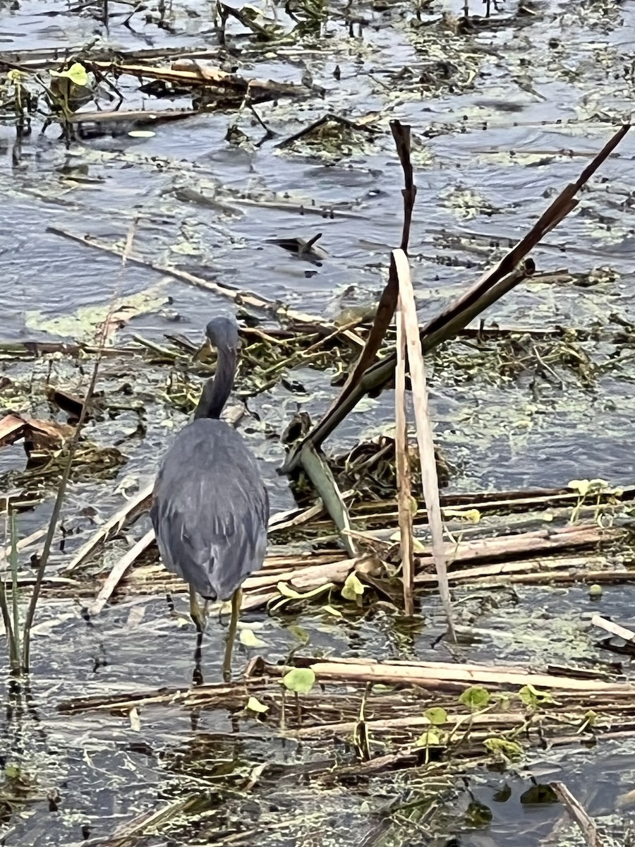 Tricolored Heron - ML646564010