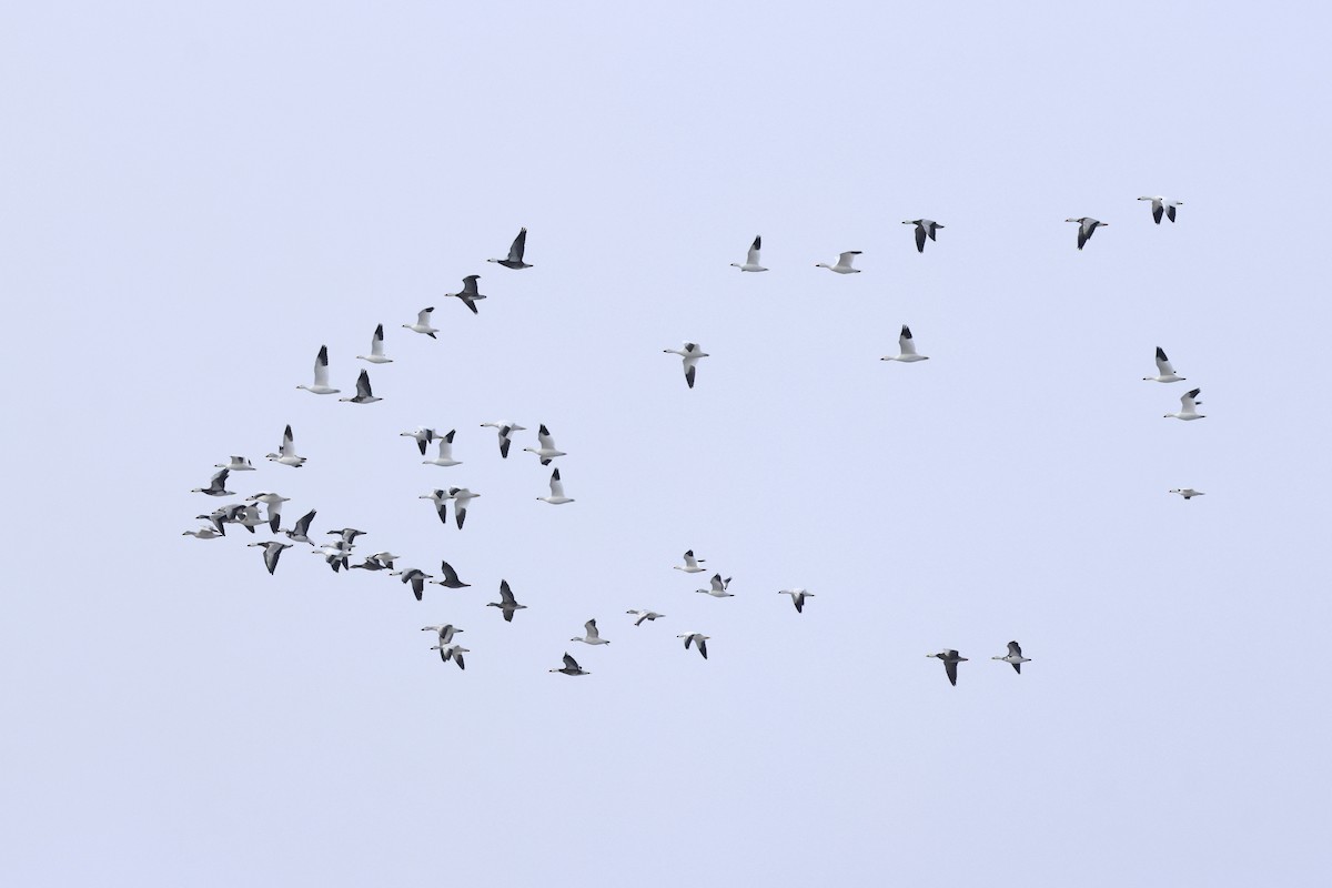 Ross's Goose - ML646564013