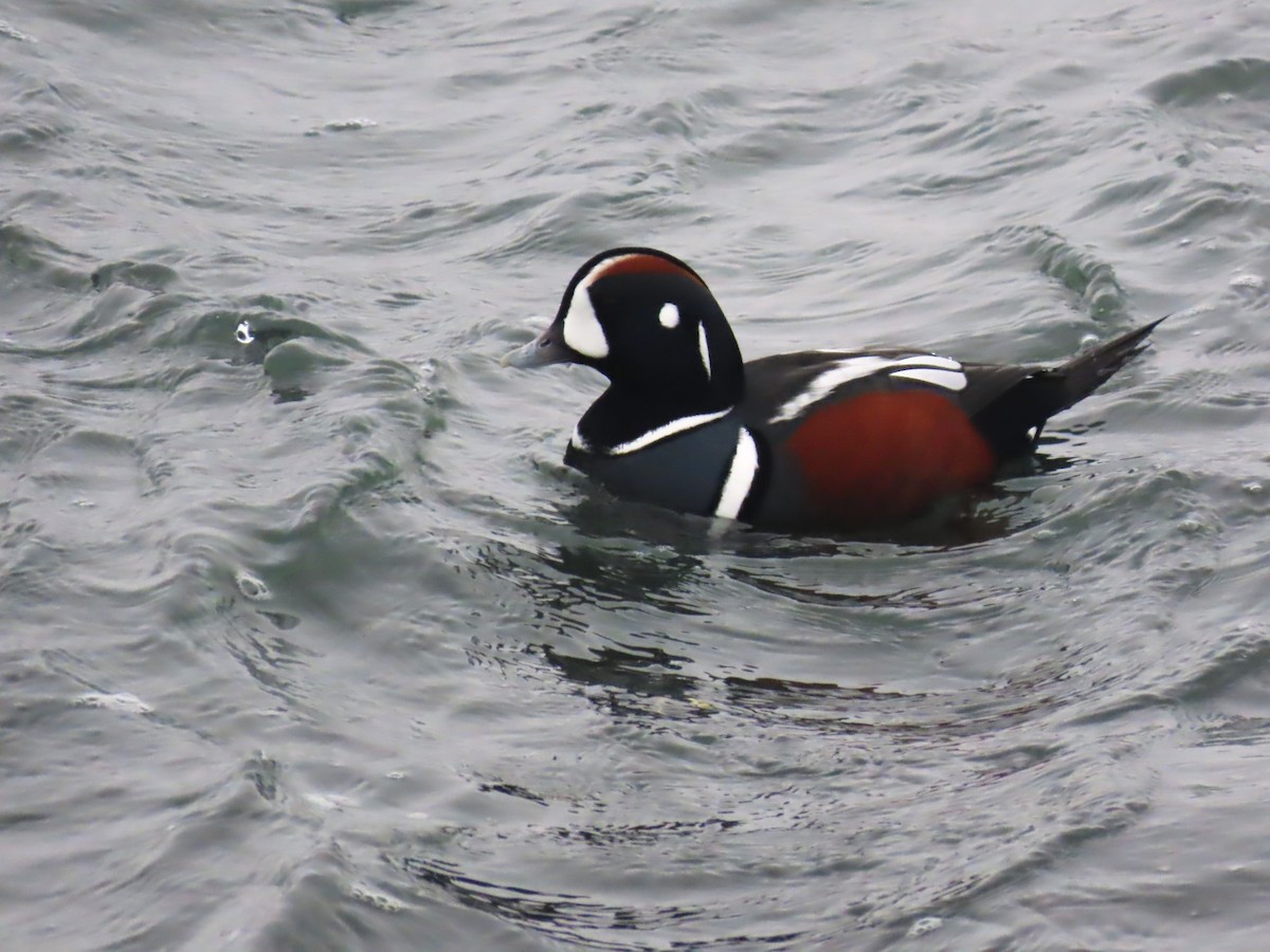 Moretta arlecchino - ML646564014