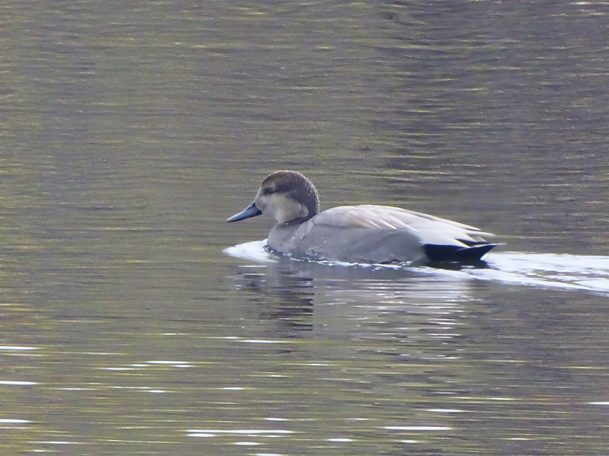 Gadwall - ML646564015