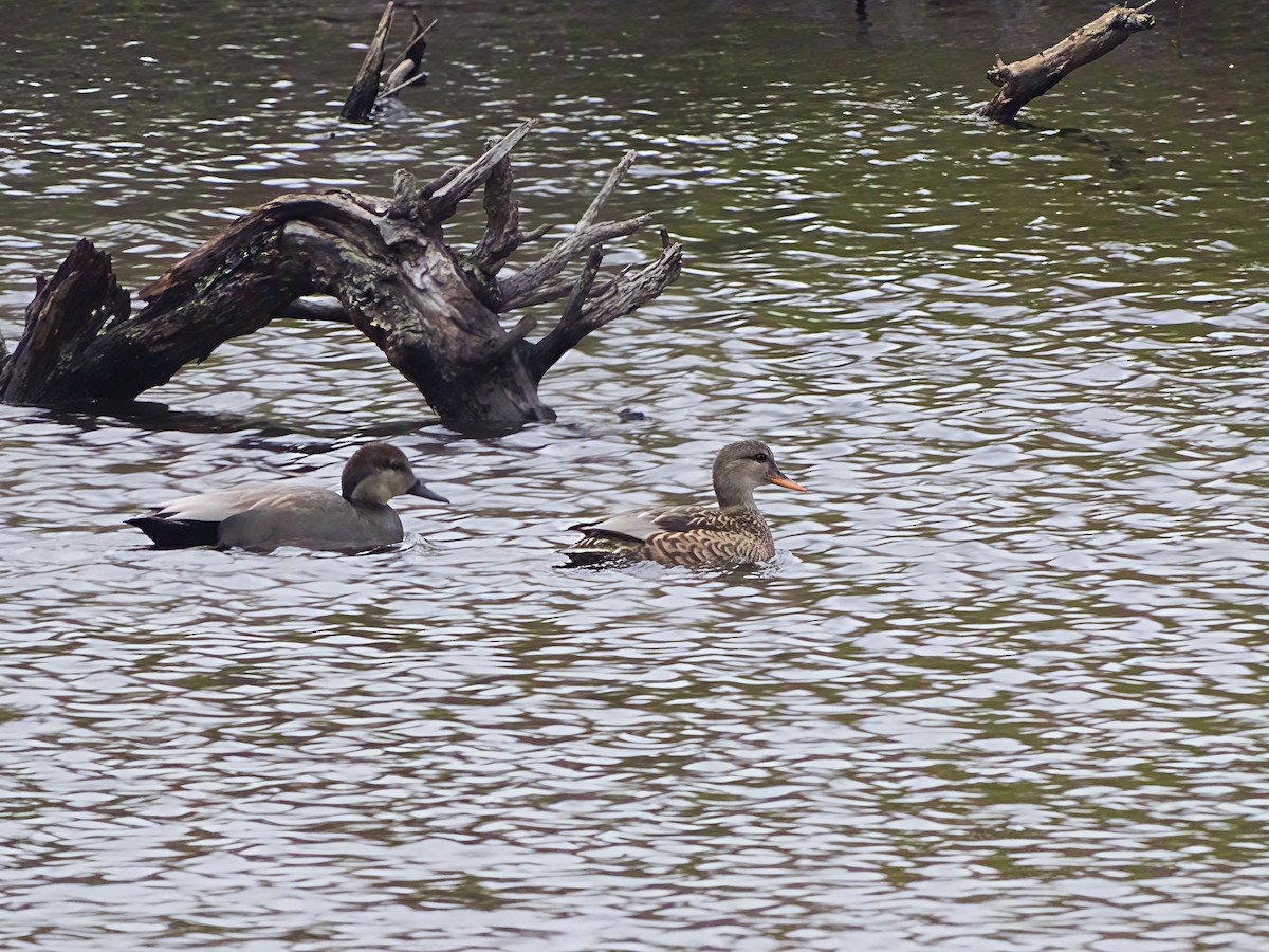 Gadwall - ML646564016