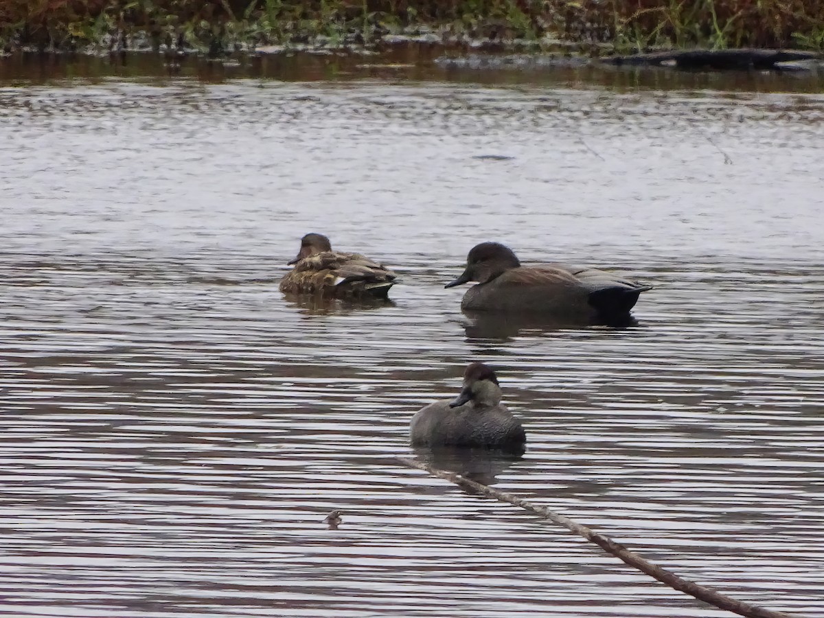 Schnatterente - ML646564017