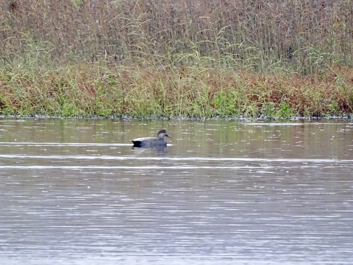 Schnatterente - ML646564018