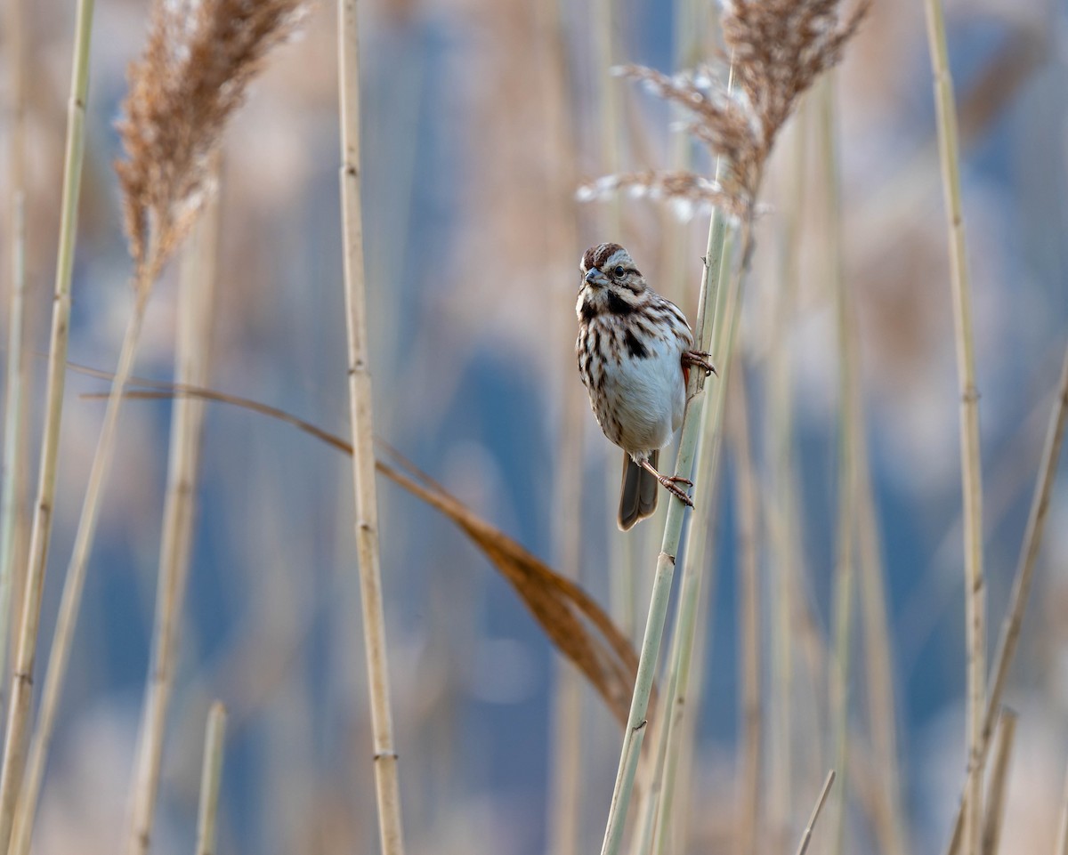 Song Sparrow - ML646564019