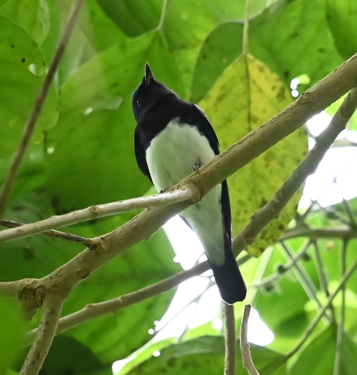 Blue-and-white Flycatcher - ML646564020