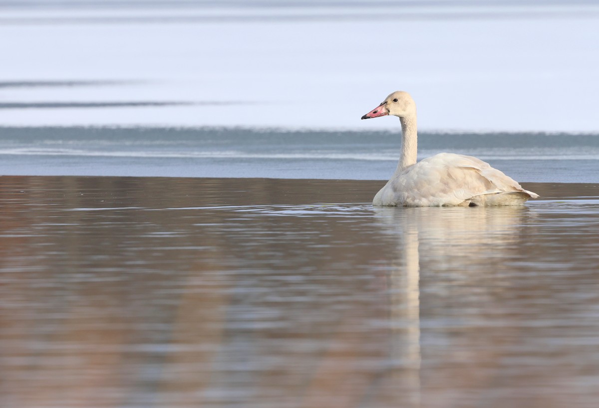 Tundra Swan - ML646564021