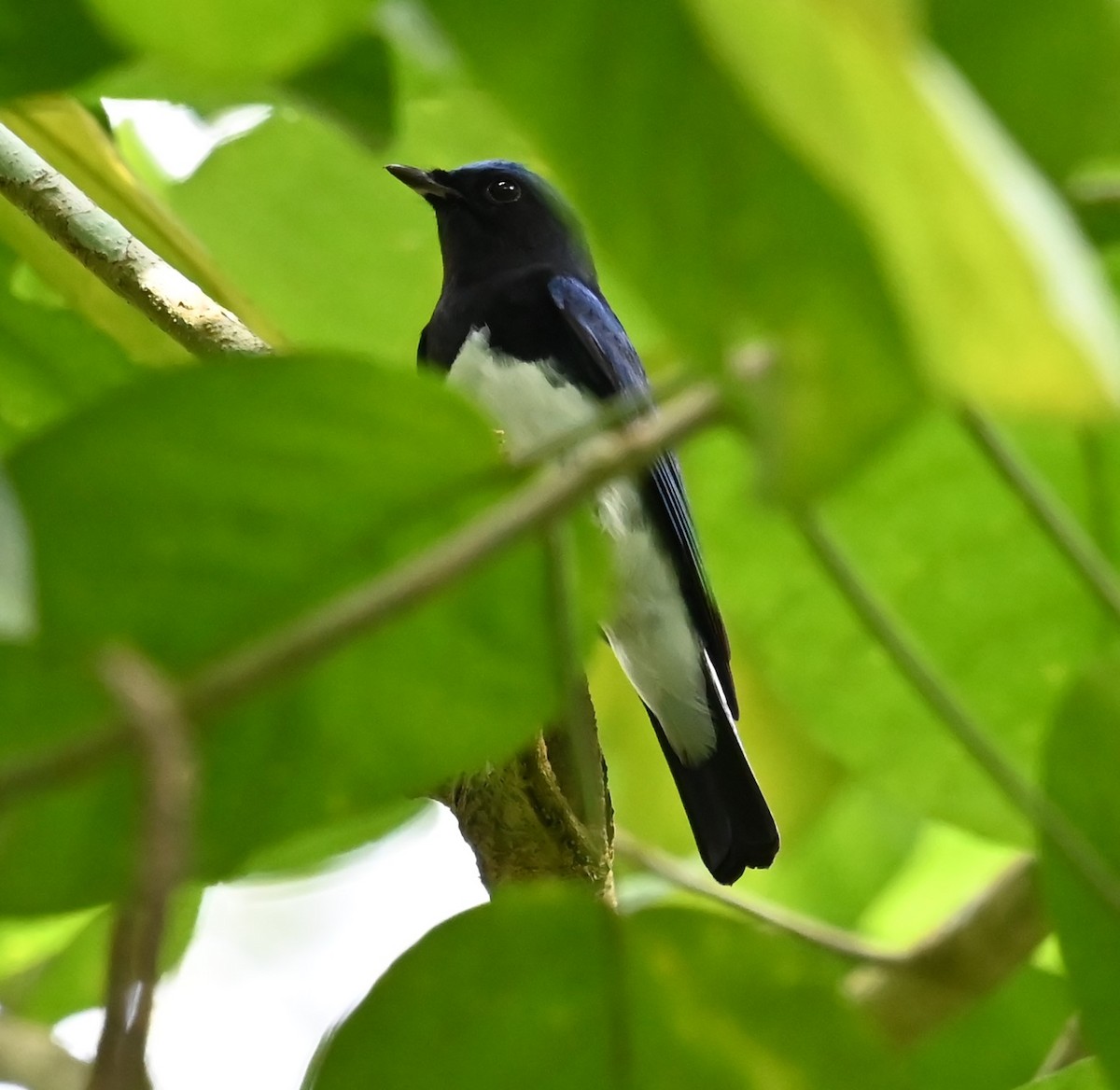Blue-and-white Flycatcher - ML646564022