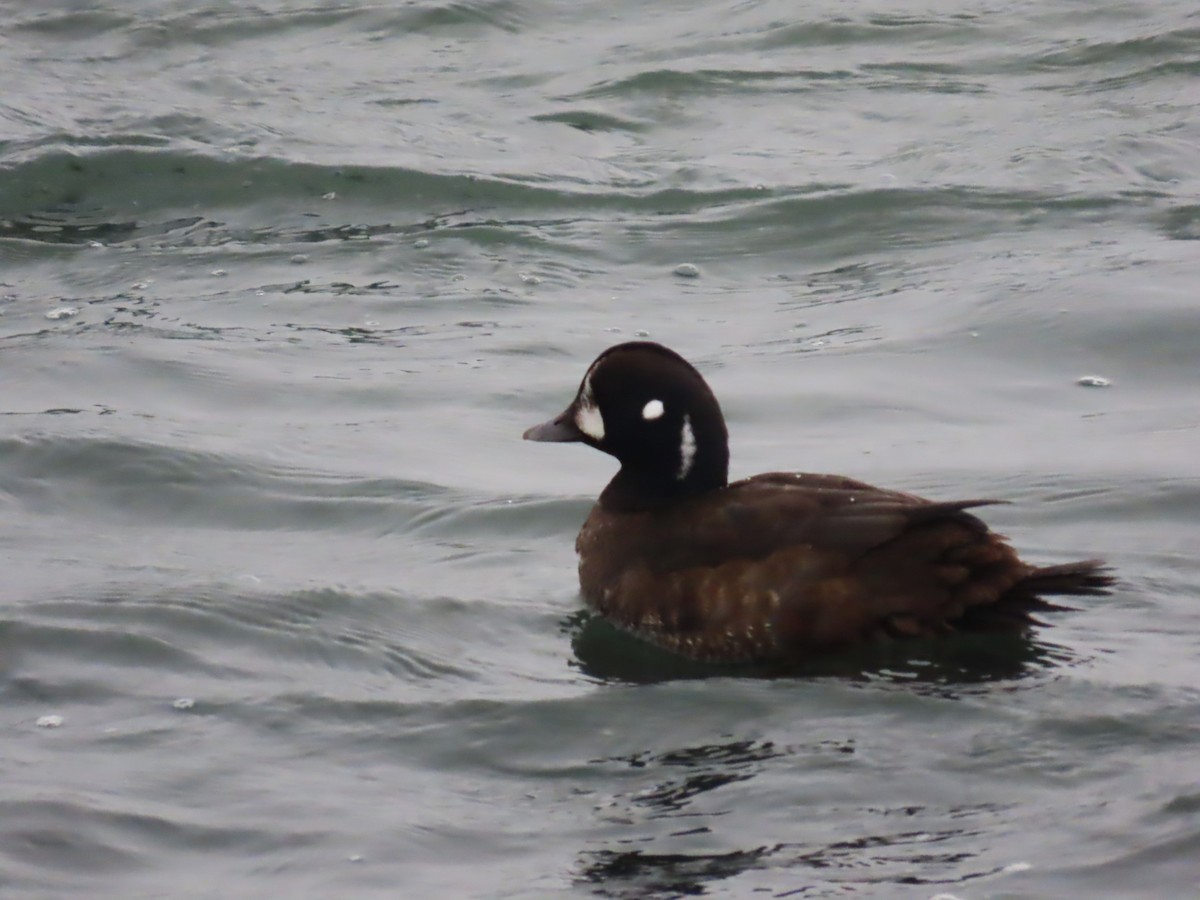 Moretta arlecchino - ML646564023