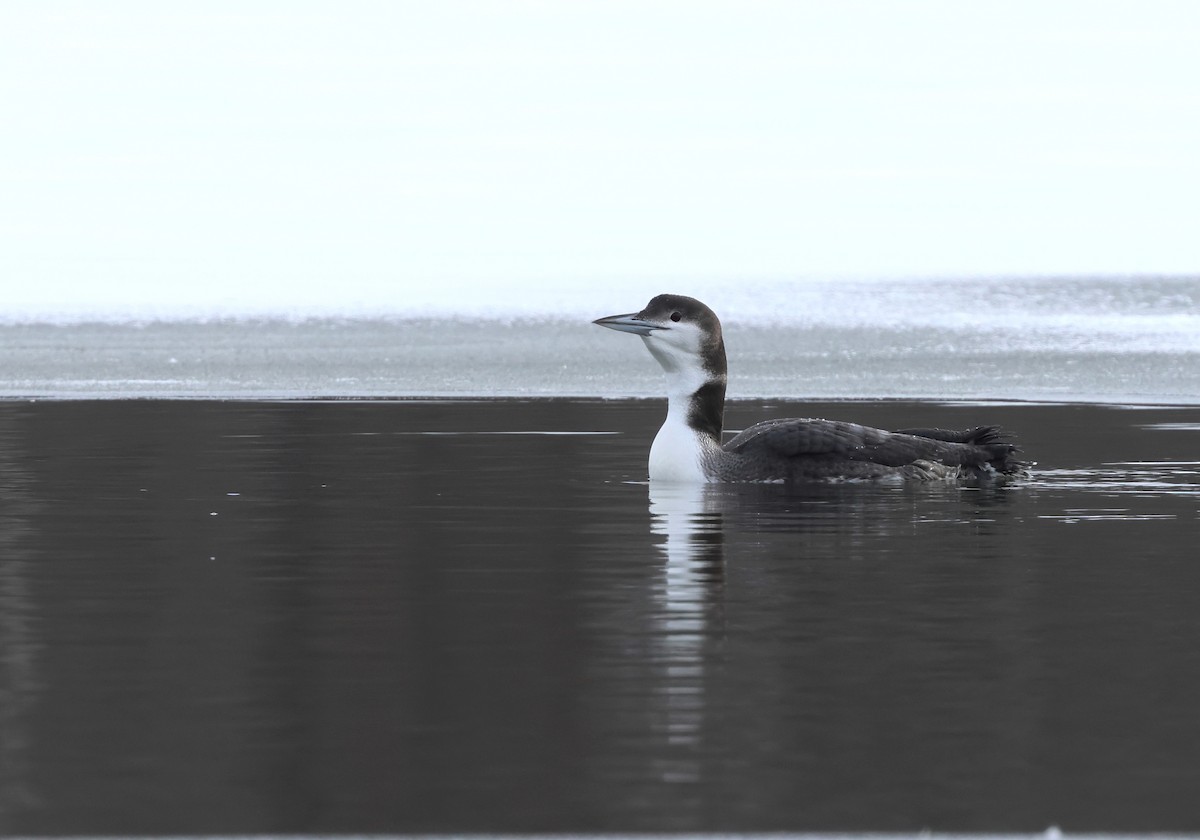 Common Loon - ML646564024