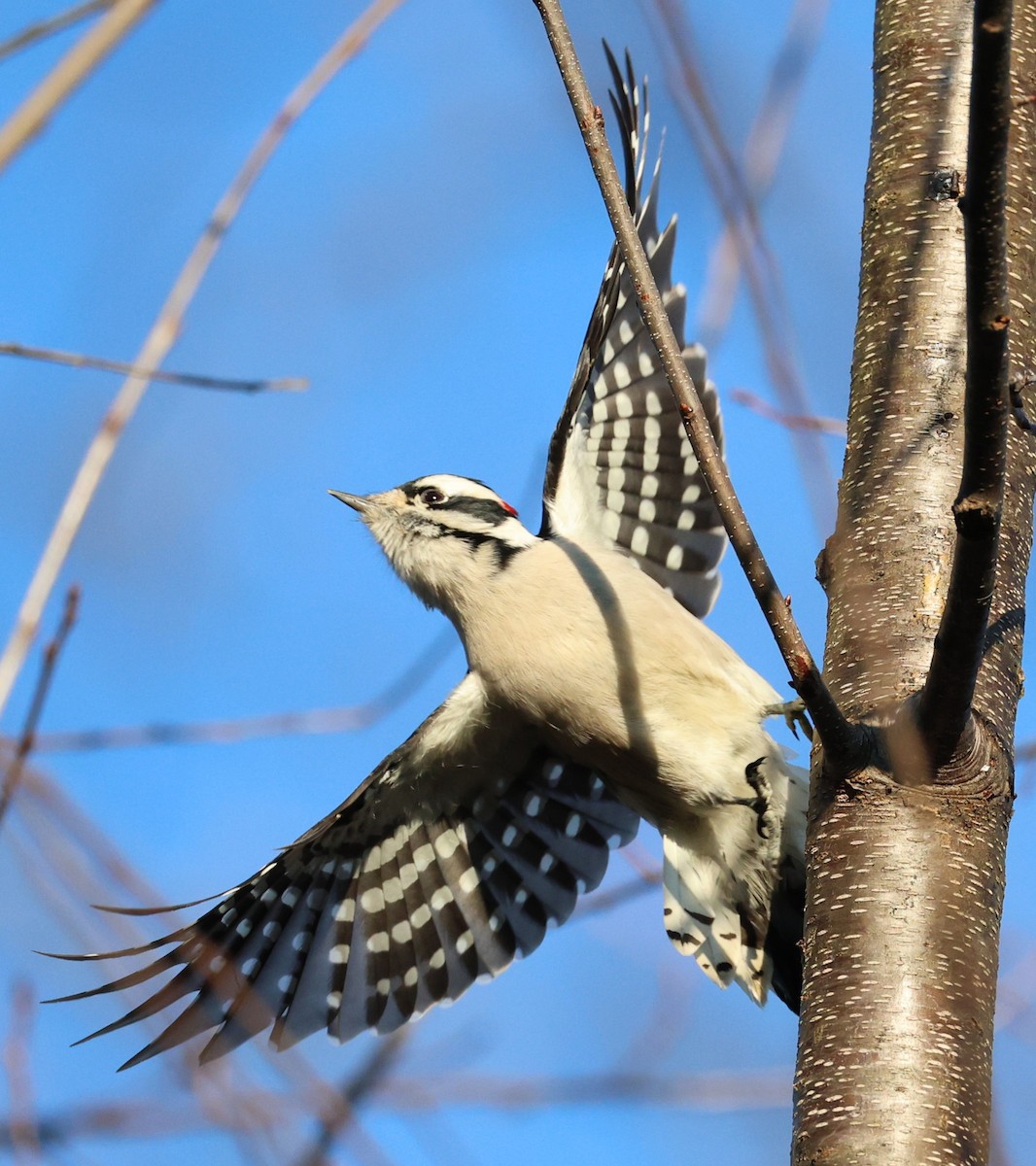 Downy Woodpecker - ML646564025