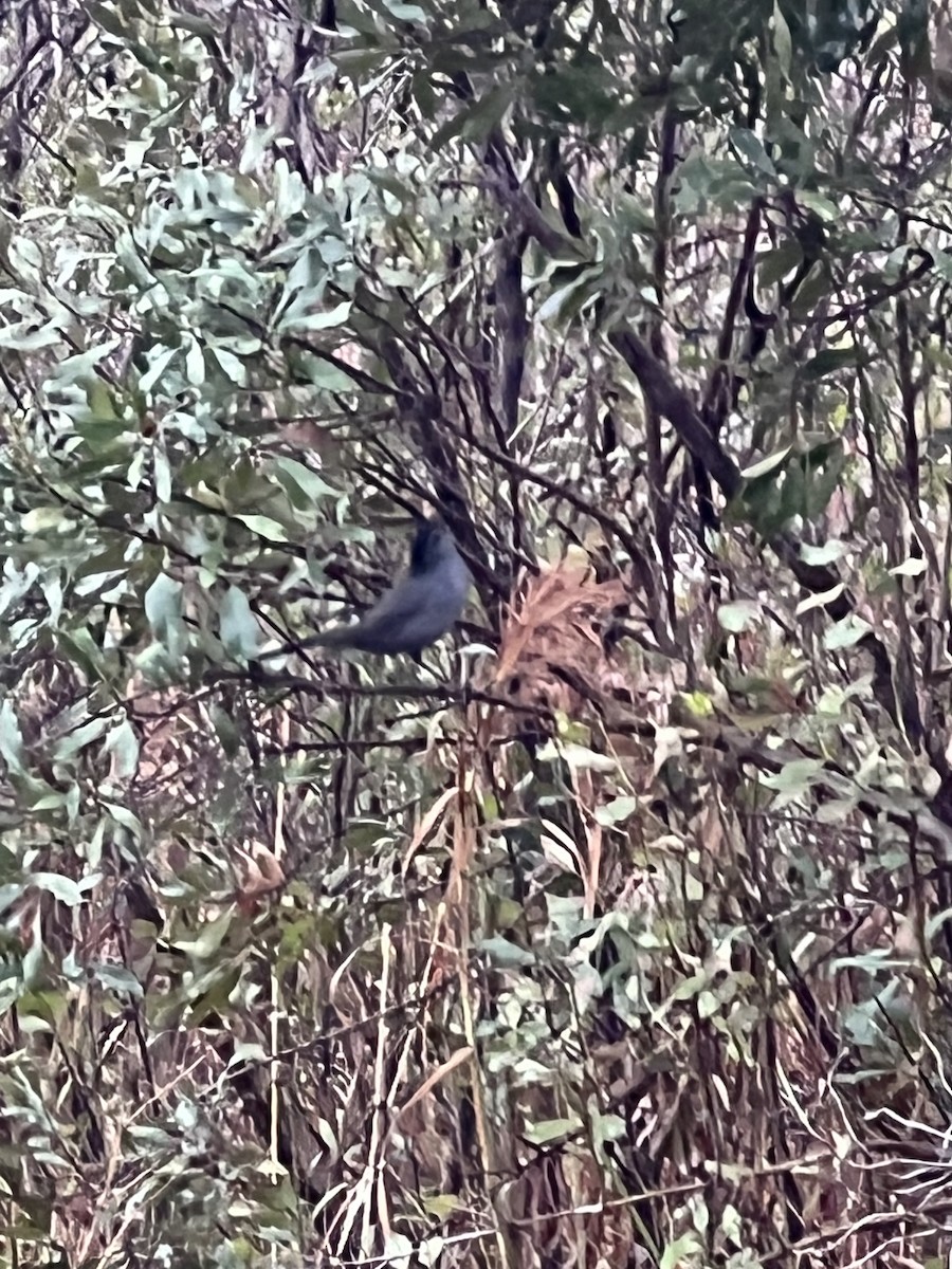 Gray Catbird - ML646564026