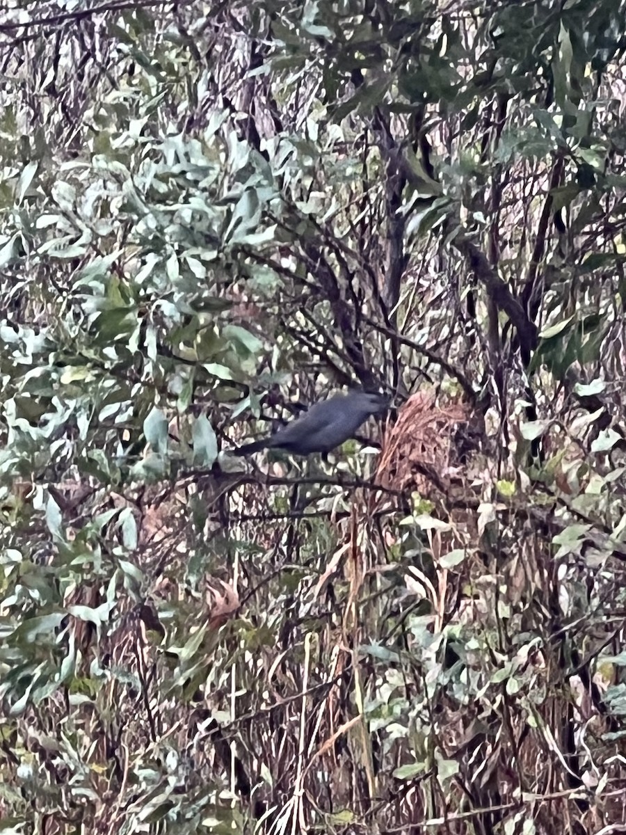 Gray Catbird - ML646564027