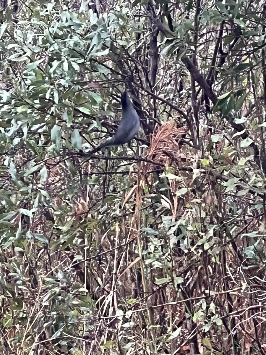 Gray Catbird - ML646564028